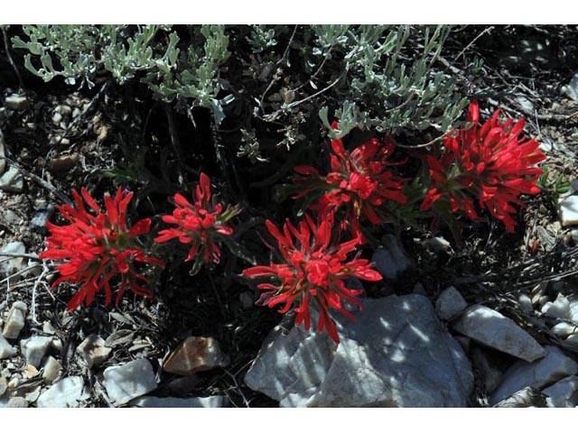 Castilleja angustifolia var. dubia (Showy northwestern indian-paintbrush) #69974