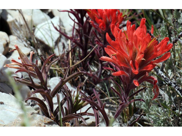 Castilleja angustifolia var. dubia (Showy northwestern indian-paintbrush) #69975