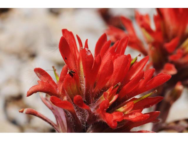 Castilleja angustifolia var. dubia (Showy northwestern indian-paintbrush) #69976