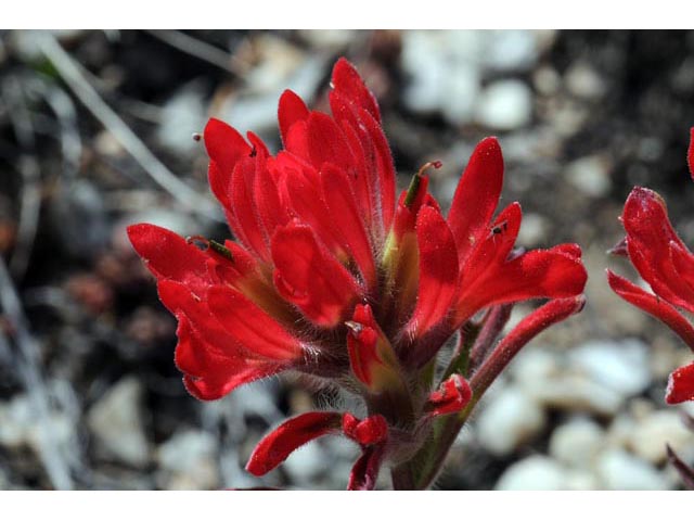 Castilleja angustifolia var. dubia (Showy northwestern indian-paintbrush) #69977
