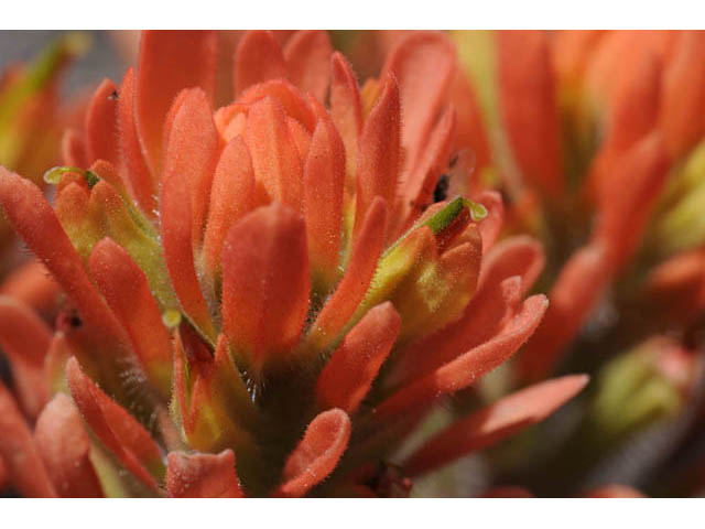 Castilleja angustifolia var. dubia (Showy northwestern indian-paintbrush) #69983
