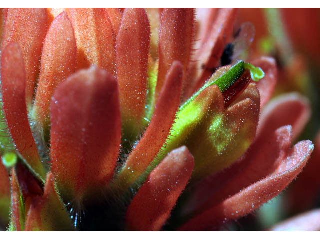 Castilleja angustifolia var. dubia (Showy northwestern indian-paintbrush) #69984