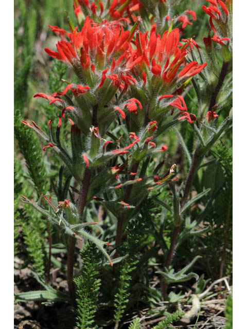 Castilleja angustifolia var. dubia (Showy northwestern indian-paintbrush) #69989