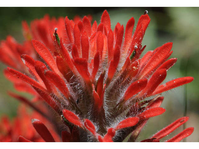 Castilleja angustifolia var. dubia (Showy northwestern indian-paintbrush) #69992