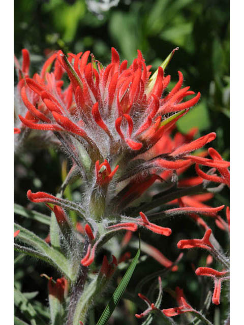 Castilleja angustifolia var. dubia (Showy northwestern indian-paintbrush) #69993