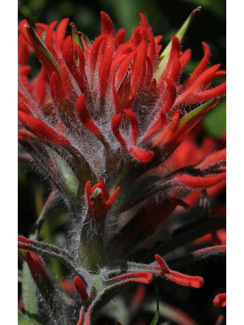 Castilleja angustifolia var. dubia (Showy northwestern indian-paintbrush) #69995