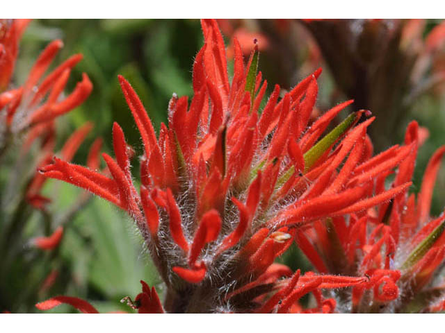 Castilleja angustifolia var. dubia (Showy northwestern indian-paintbrush) #69996