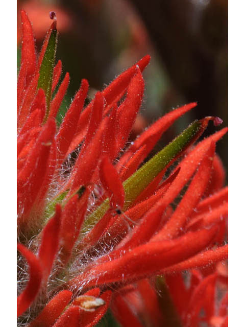 Castilleja angustifolia var. dubia (Showy northwestern indian-paintbrush) #69997