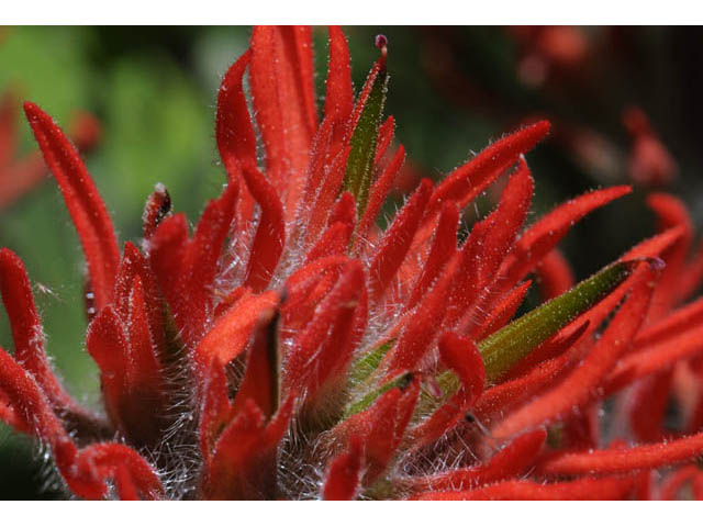 Castilleja angustifolia var. dubia (Showy northwestern indian-paintbrush) #69999