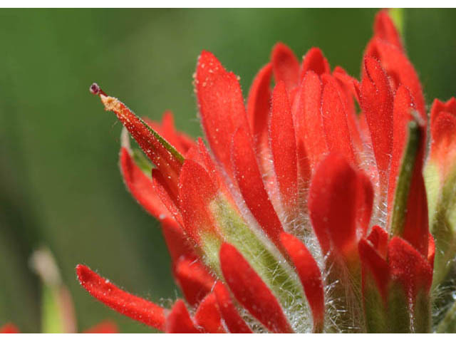 Castilleja angustifolia var. dubia (Showy northwestern indian-paintbrush) #70005