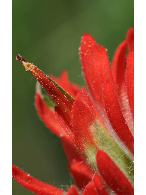 Castilleja angustifolia var. dubia (Showy northwestern indian-paintbrush) #70006