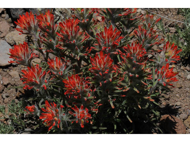 Castilleja angustifolia var. dubia (Showy northwestern indian-paintbrush) #70008