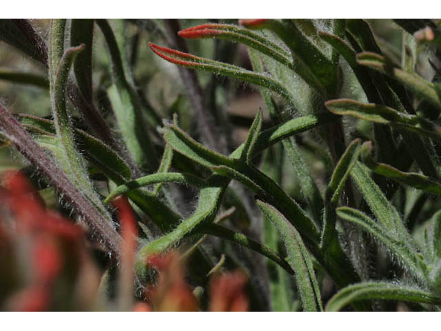 Castilleja angustifolia var. dubia (Showy northwestern indian-paintbrush) #70016