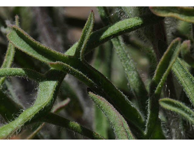Castilleja angustifolia var. dubia (Showy northwestern indian-paintbrush) #70017