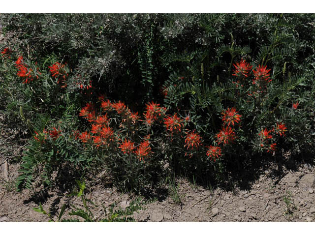 Castilleja angustifolia var. dubia (Showy northwestern indian-paintbrush) #70018
