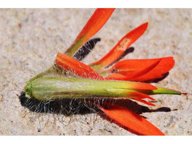 Castilleja angustifolia var. dubia (Showy northwestern indian-paintbrush) #70024