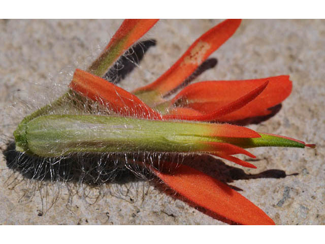 Castilleja angustifolia var. dubia (Showy northwestern indian-paintbrush) #70025