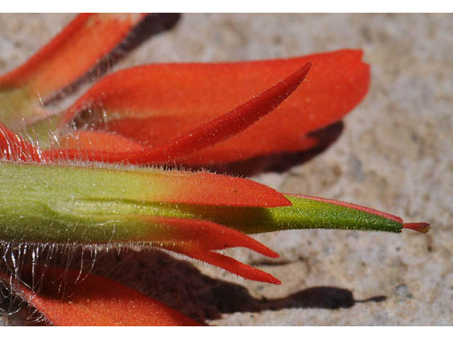 Castilleja angustifolia var. dubia (Showy northwestern indian-paintbrush) #70026