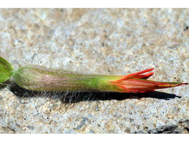 Castilleja angustifolia var. dubia (Showy northwestern indian-paintbrush) #70027
