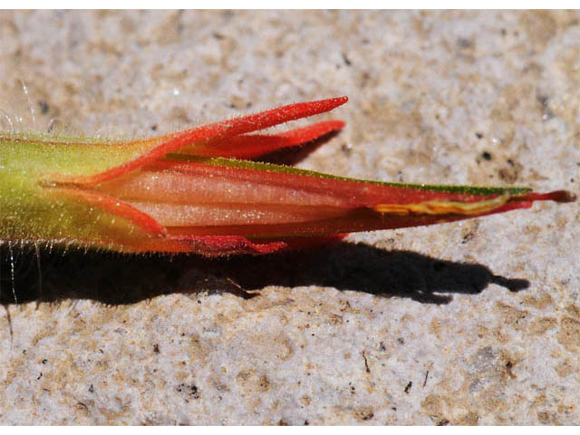 Castilleja angustifolia var. dubia (Showy northwestern indian-paintbrush) #70028