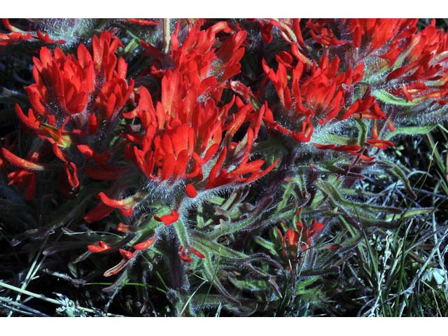 Castilleja angustifolia var. dubia (Showy northwestern indian-paintbrush) #70031