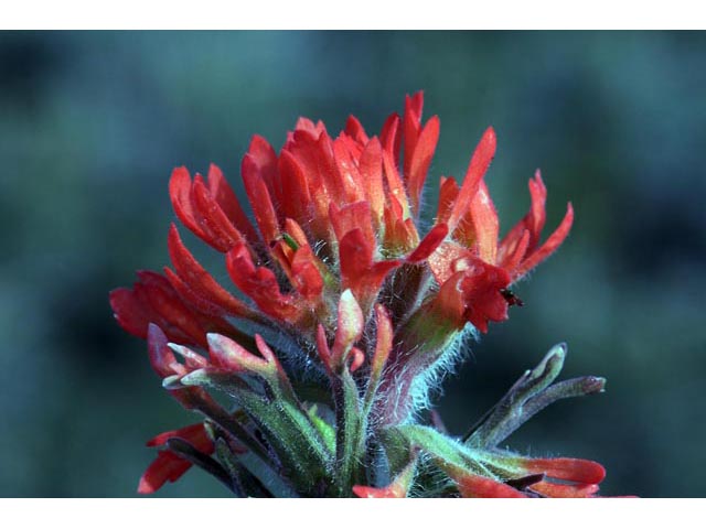 Castilleja angustifolia var. dubia (Showy northwestern indian-paintbrush) #70033