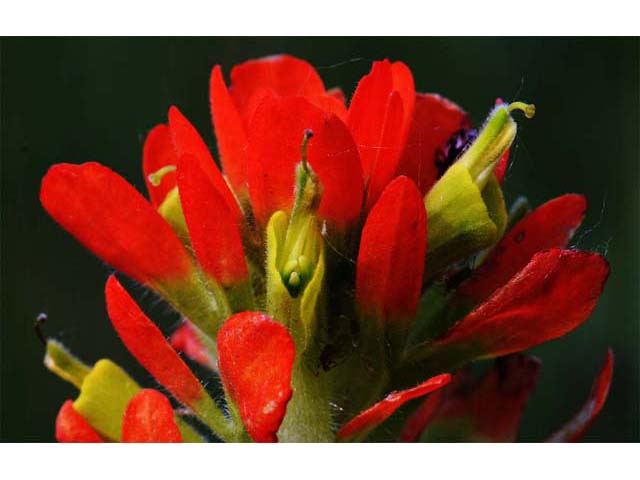 Castilleja coccinea (Scarlet paintbrush) #70044