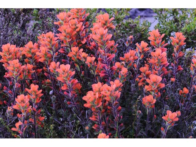 Castilleja latifolia (Monterey indian paintbrush) #70079