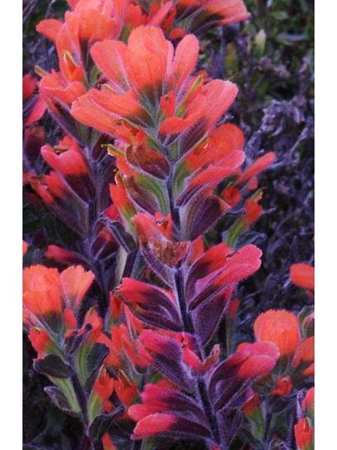 Castilleja latifolia (Monterey indian paintbrush) #70081