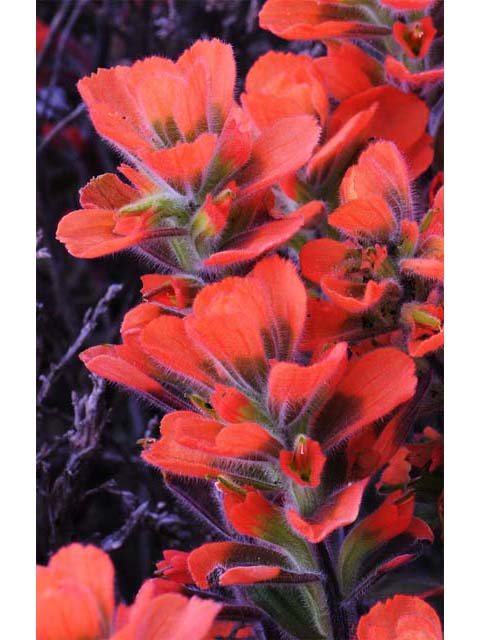 Castilleja latifolia (Monterey indian paintbrush) #70083