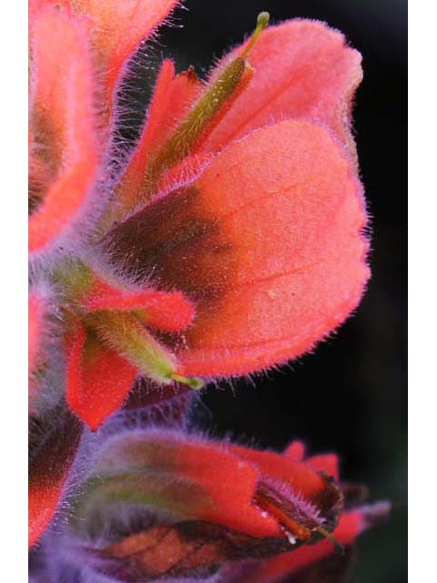 Castilleja latifolia (Monterey indian paintbrush) #70088