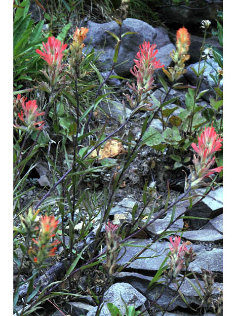 Castilleja miniata ssp. miniata (Giant red indian paintbrush) #70093