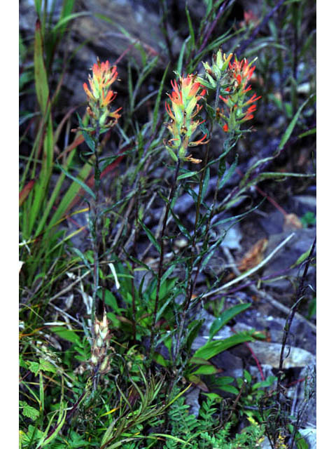 Castilleja miniata ssp. miniata (Giant red indian paintbrush) #70094