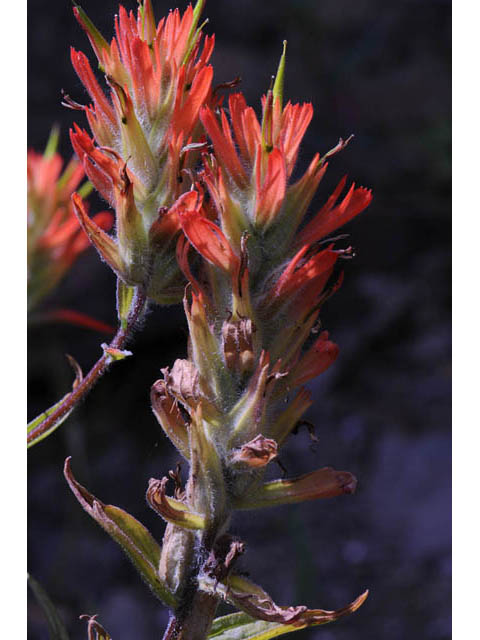 Castilleja miniata ssp. miniata (Giant red indian paintbrush) #70095