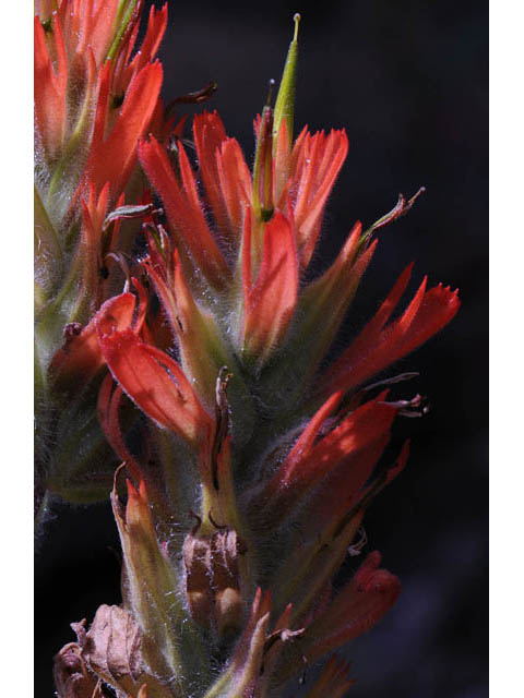 Castilleja miniata ssp. miniata (Giant red indian paintbrush) #70096