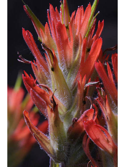 Castilleja miniata ssp. miniata (Giant red indian paintbrush) #70097