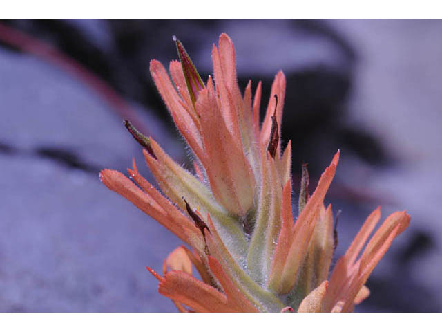 Castilleja miniata ssp. miniata (Giant red indian paintbrush) #70099