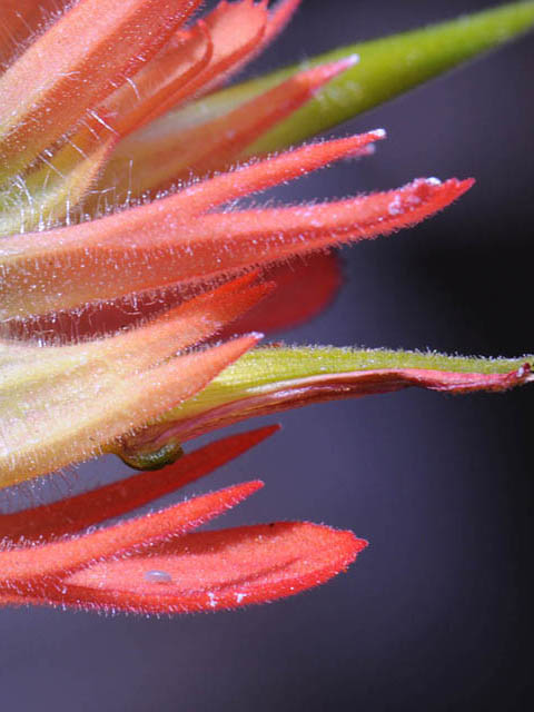 Castilleja miniata ssp. miniata (Giant red indian paintbrush) #70102