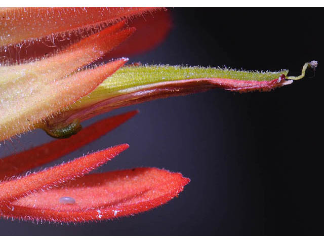Castilleja miniata ssp. miniata (Giant red indian paintbrush) #70104