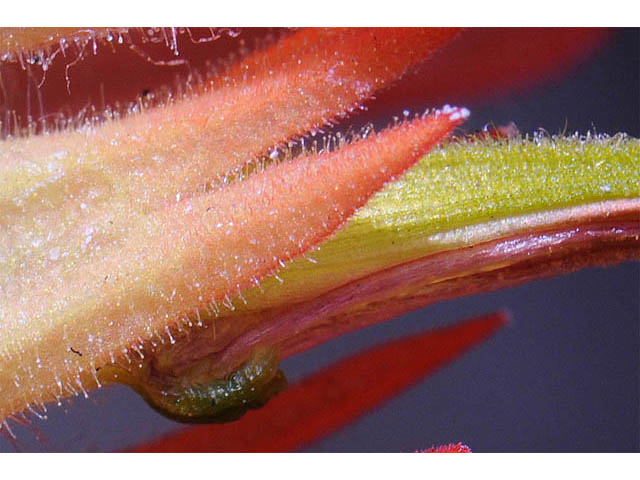 Castilleja miniata ssp. miniata (Giant red indian paintbrush) #70105
