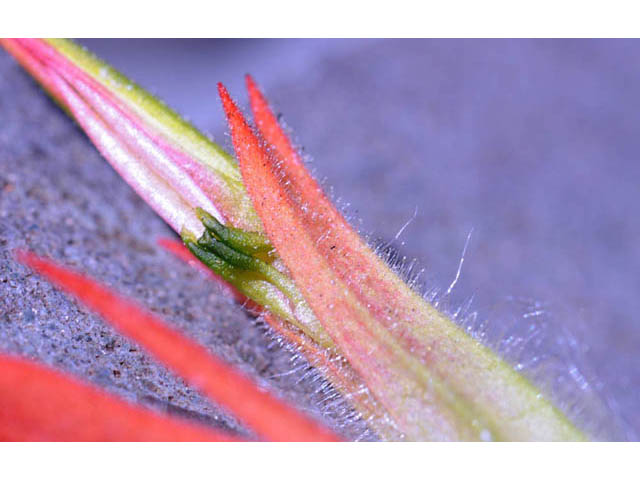 Castilleja miniata ssp. miniata (Giant red indian paintbrush) #70106