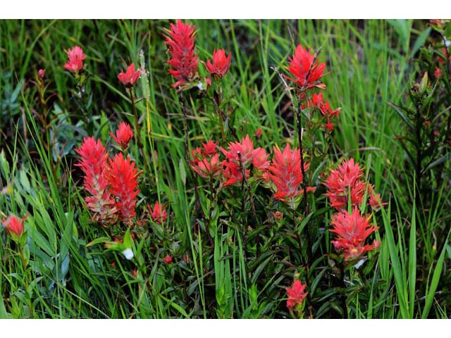 Castilleja miniata ssp. miniata (Giant red indian paintbrush) #70109