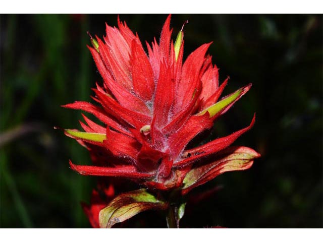 Castilleja miniata ssp. miniata (Giant red indian paintbrush) #70113