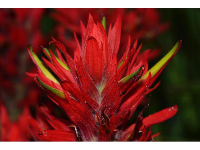 Castilleja miniata ssp. miniata (Giant red indian paintbrush) #70114