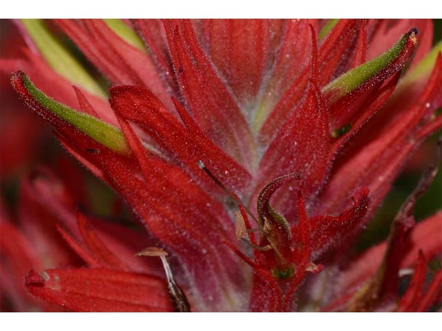 Castilleja miniata ssp. miniata (Giant red indian paintbrush) #70115