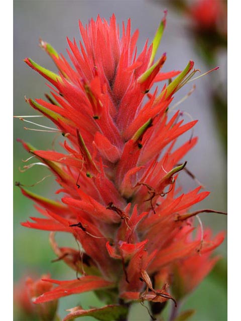 Castilleja miniata ssp. miniata (Giant red indian paintbrush) #70116
