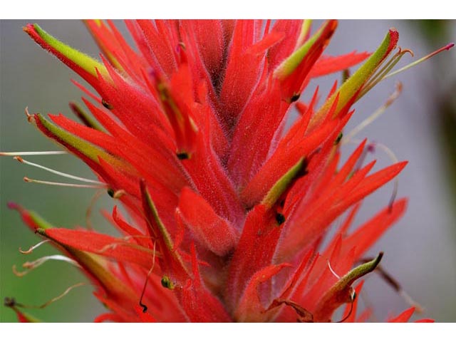 Castilleja miniata ssp. miniata (Giant red indian paintbrush) #70117