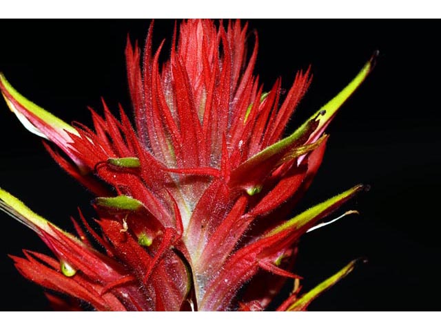 Castilleja miniata ssp. miniata (Giant red indian paintbrush) #70118