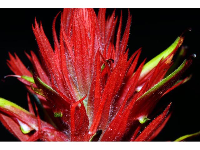 Castilleja miniata ssp. miniata (Giant red indian paintbrush) #70119