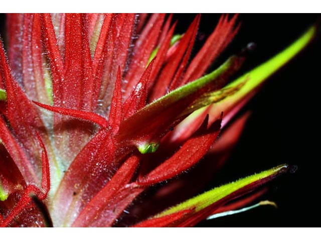 Castilleja miniata ssp. miniata (Giant red indian paintbrush) #70120